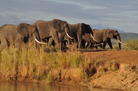 5 Days Selous & Mikumi National Park