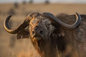 3 Day Tanzania Private Family Safari
