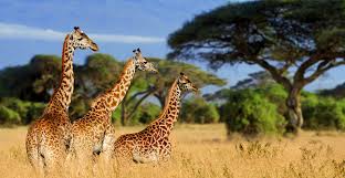 10 Day Luxury Private Safari