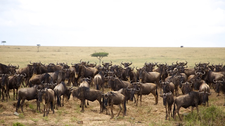 3 Days Maasai Mara Safari