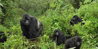 5 Days Queen Elizabeth & Gorilla Trek