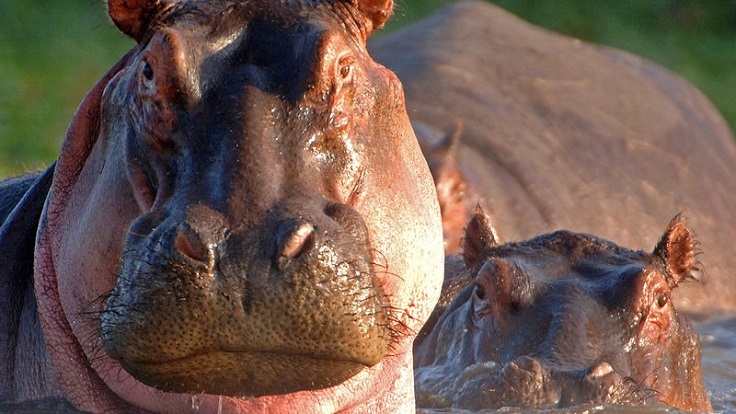 5 Days Classic Kenya Safari