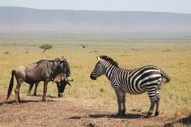 11 Days Kenya Safari from Nairobi