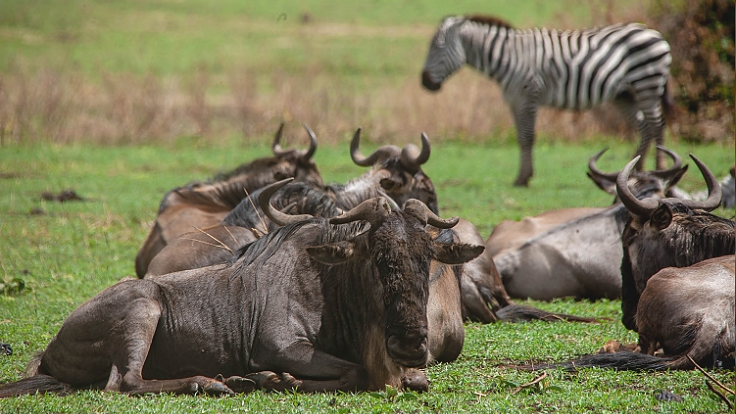 3 Days Tanzania Safari