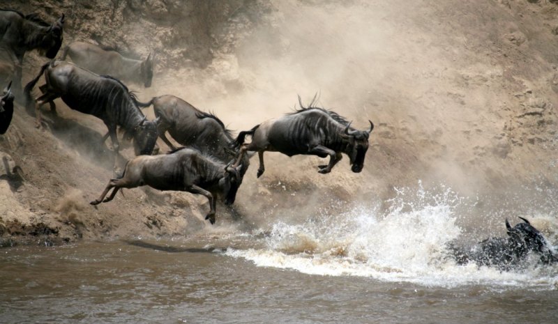 5 Days Masai Mara (Wildebeest Migration Safari), Lake Nakuru, Aberdare Lodge Safari