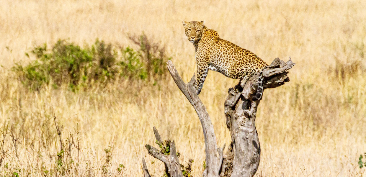 4 Days Kidepo Flying Wildlife Safari