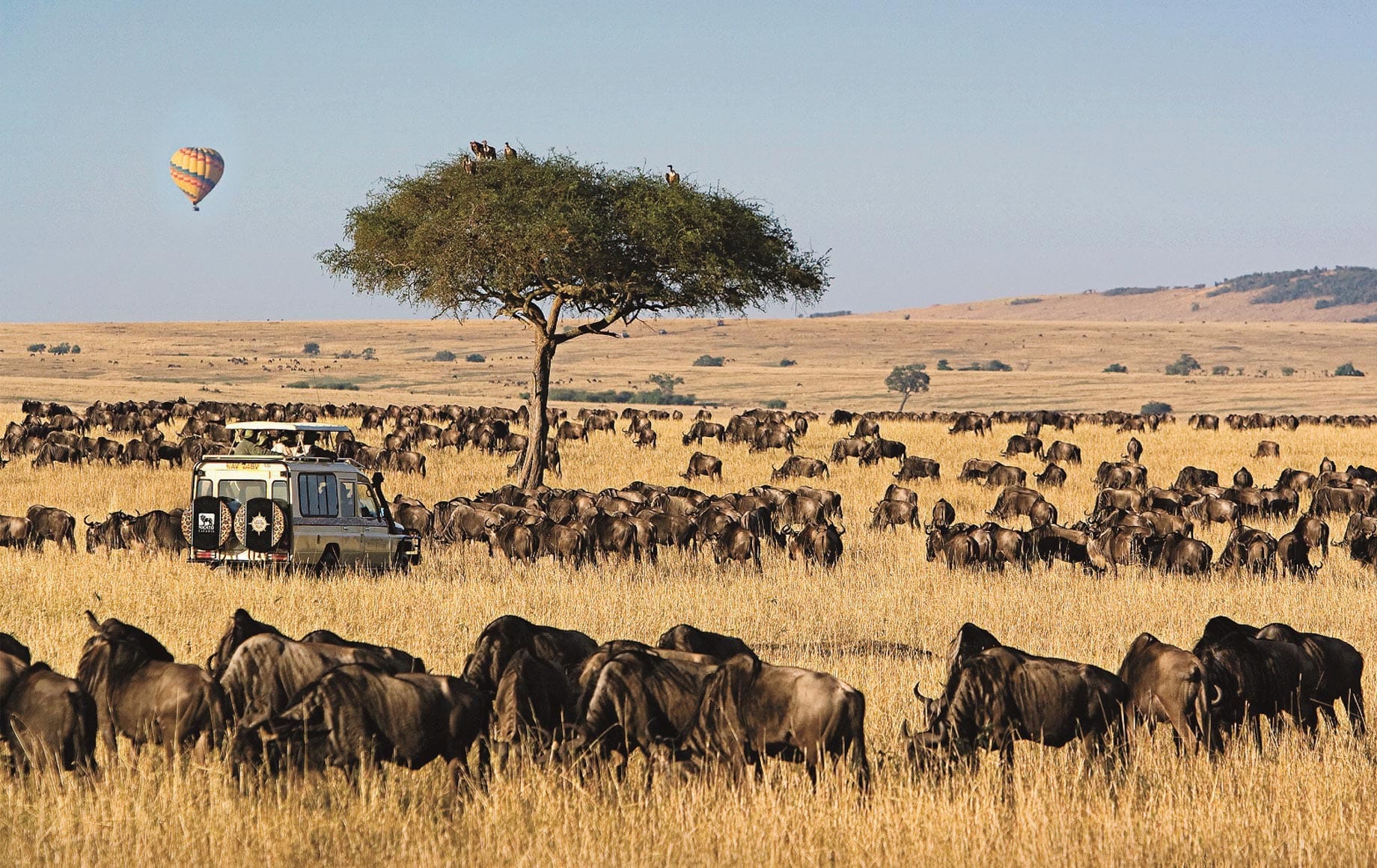 6 Days Masai Mara, Lake Nakuru And Amboseli Budget Safari