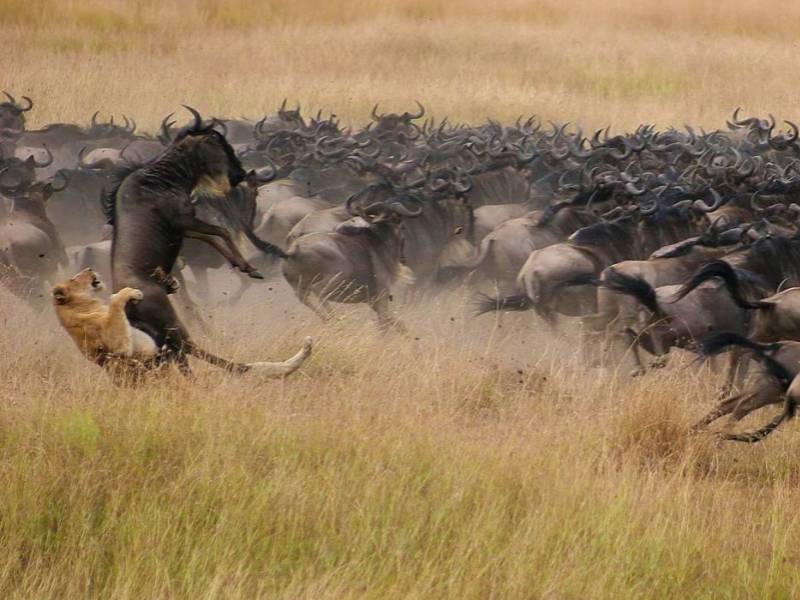Wildebeest Migration Mara Safari