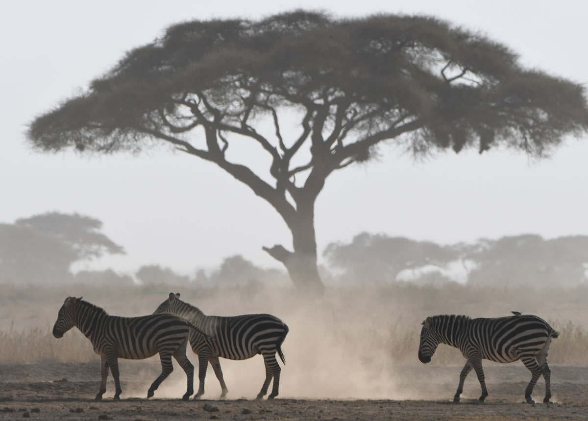 7 Days Nairobi, Amboseli, Lake Naivasha, Lake Nakuru & Masai Mara Wildlife Safari