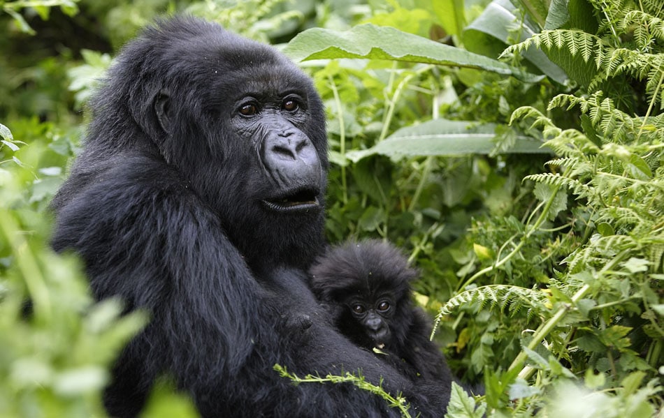 3 Days Gorilla Trekking Mist & Batwa Experience