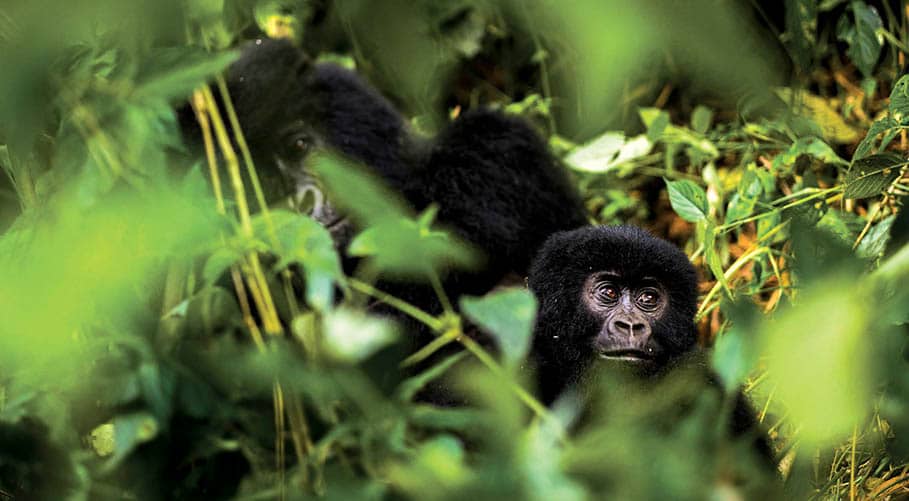 5 Days Safaris to Bwindi Gorillas & Kibale Primates