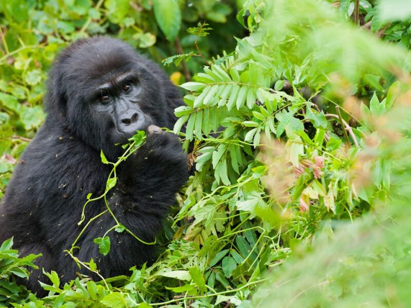 13 Days Wildlife Adventure Trip To The Pearl Of Africa