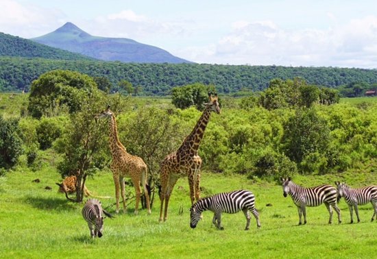 8 Days Arusha, Tarangire, Manyara, Ngorongoro & Serengeti