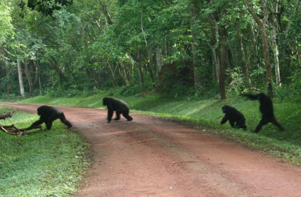 4 Days Murchison Falls & Chimpanzee Trekking Safari