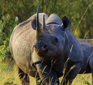 5 Days Big 5 Luxury Tanzania Safari