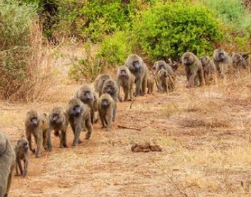 4 Days Ngorngoro, Manyara & Tarangire Safari