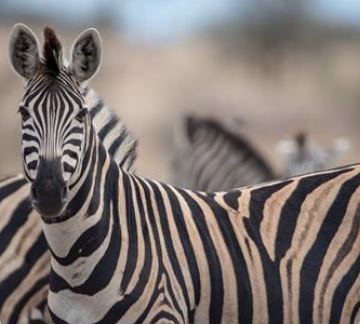 7 Days Big 5 Serengeti Luxury Safari