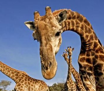 7 Days Serengeti Wildebeest Migration Safari