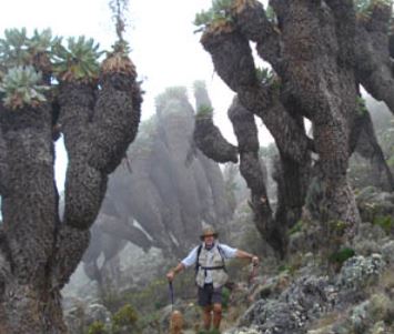 Kilimanjaro Machame Route Trekking