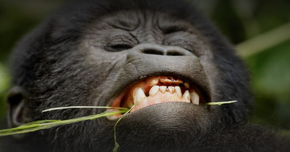 4 Day Uganda Gorillas, Chimps and Lake Bunyonyi Tour