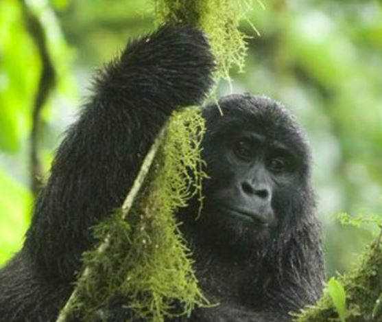 7 Days Big 5 Uganda Chimpanzee & Gorilla Trekking Safari