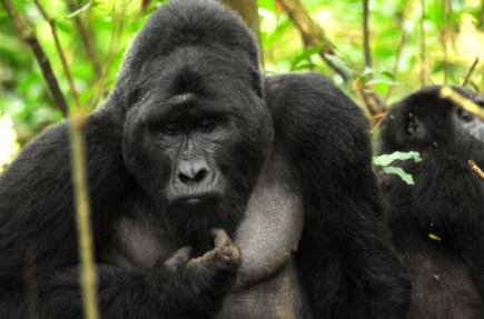 8 Day Jewels of Uganda Luxury Safari