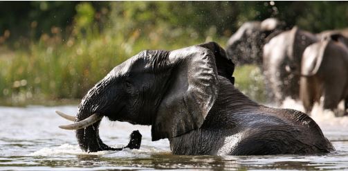 12 Days Pearls Of Uganda Mid-Range Safari