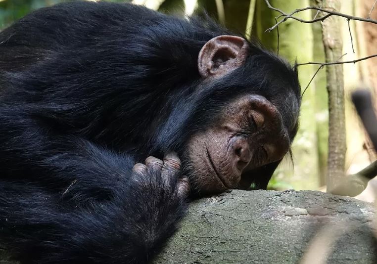 11 Days Gorilla Trekking in Uganda