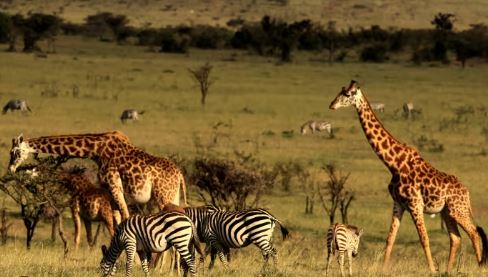 4 Day Masai Mara & Lake Nakuru Camping Safari