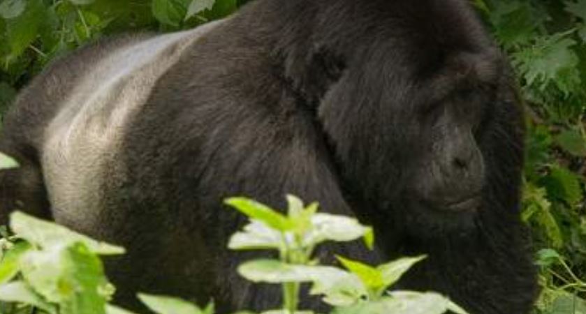 3 Day Uganda Gorilla Trekking Safari