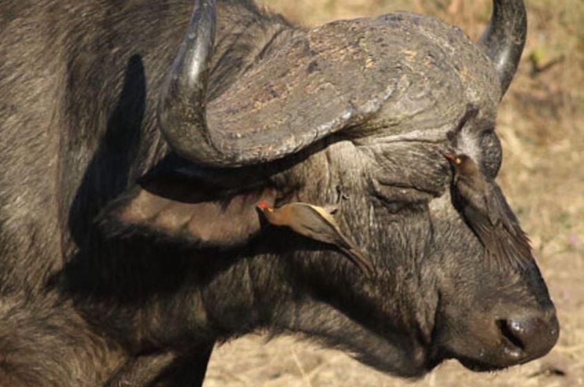 5 Days Mburo & Queen Elizabeth National Parks Safari