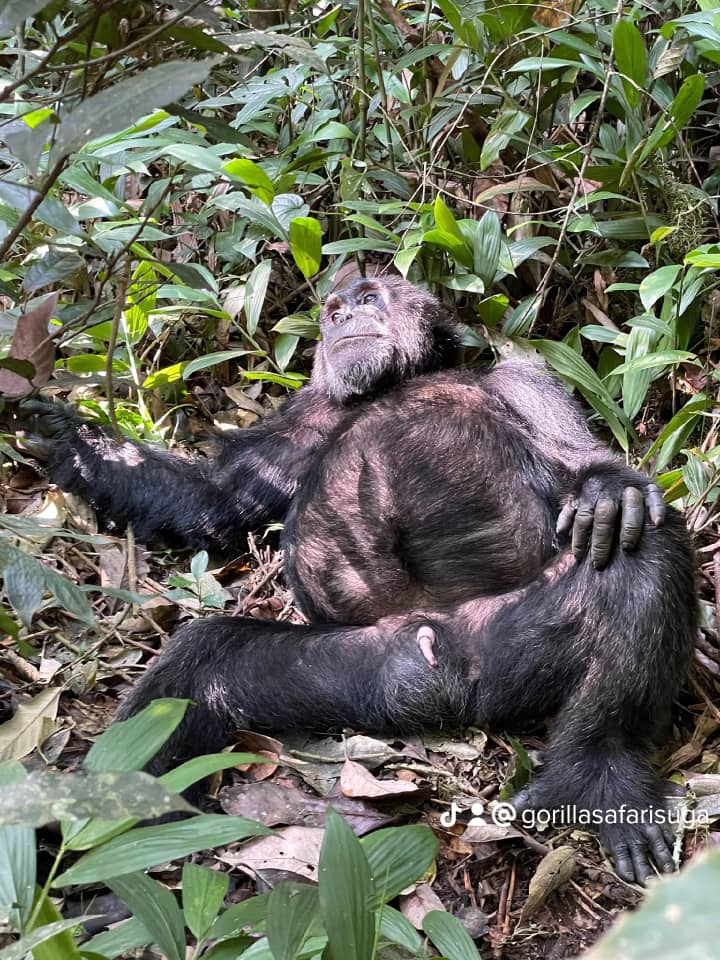 12 Days Uganda all Inclusive Adventure with Gorillas, Chimpanzees, Wildlife, and “Culture”