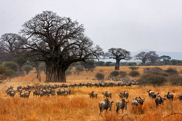 1 Day Arusha To Tarangire National Park