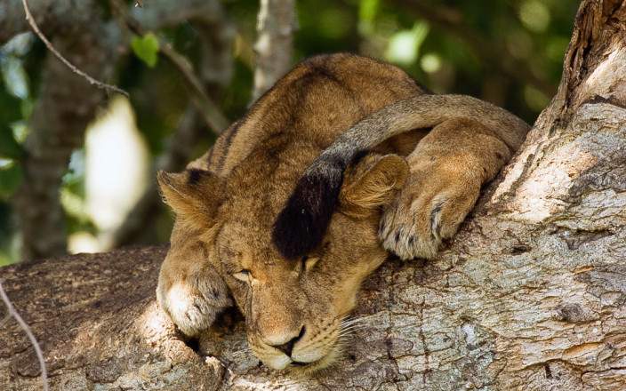 3 Days Queen Elizabeth National Park Safari