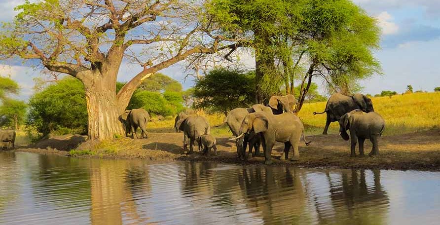 4 Days Tarangire, Serengeti & Ngorongoro Crater