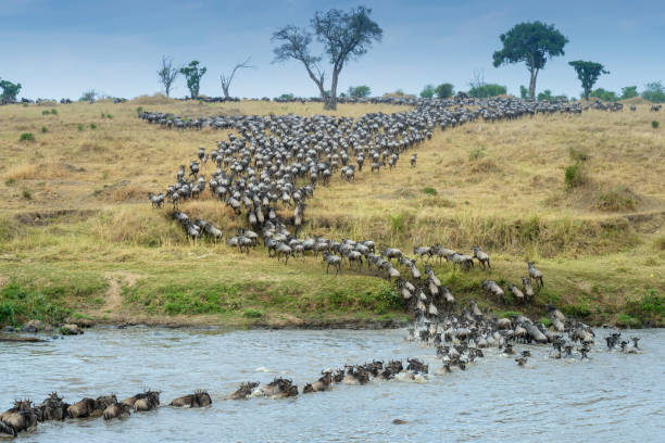 8 Days Serengeti Great Migration & Mara River Crossing