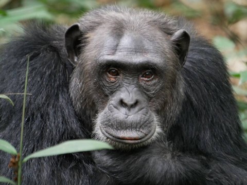 10 Days Uganda Safari - Chimps, Gorillas & Savannah