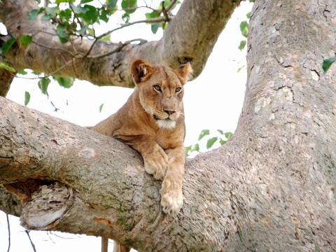 4 Days Uganda Safaris - Gorilla's, Lion's & Chimp's