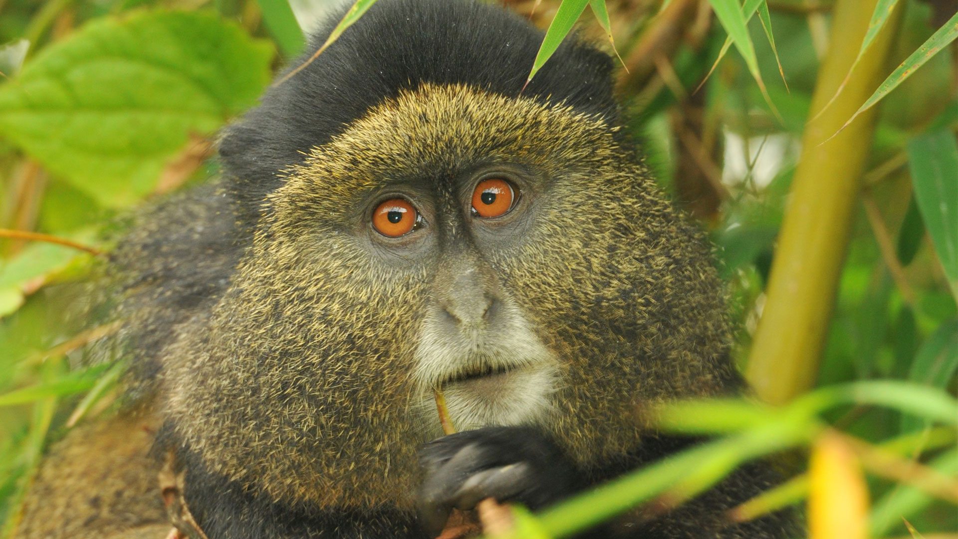 3 Days Golden Monkey Tracking in Mgahinga National Park