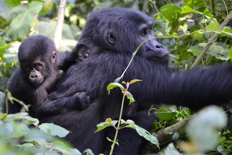 12 Days Big 5 Gorillas & Wildlife Uganda Safari