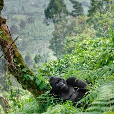 4 Days Gorilla and Chimpanzee Safari in Uganda