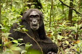 18 Day Big 5 Safari Package & Gorilla Trekking in Uganda