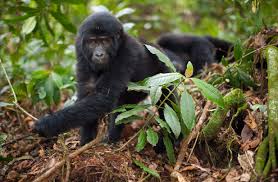 7 Days Uganda Primate & Wildlife