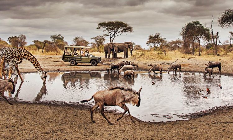 7-Day Luxurious Safari to Northern Circuit