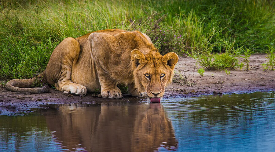 3 Days Masai Mara Kenya Safari