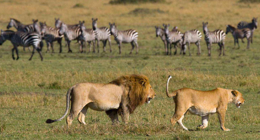 4 Days / 3 Nights Serengeti And Ngorongoro