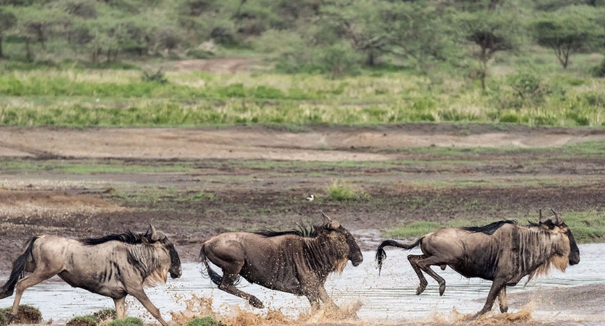 6 Days / 5 Nights Ndutu & Ngorongoro Luxury Tour