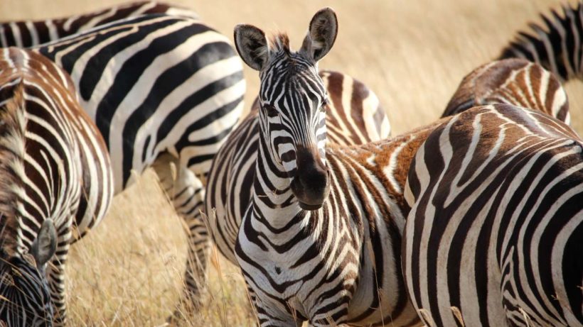6 Days Safari - Tanzania