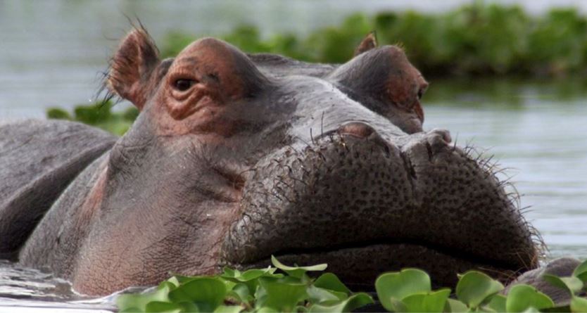 5 Days Masai Mara, Lake Nakuru & Naivasha Budget Safari