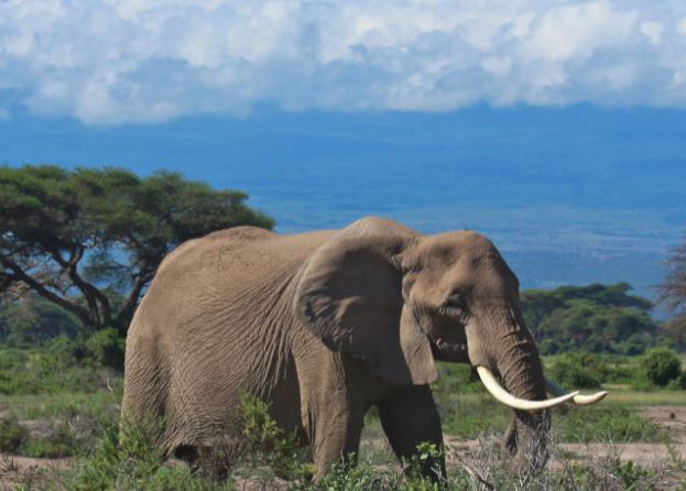 3 Days Amboseli National Park Lodge Safari